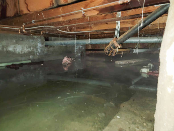 Best Water damage cleanup near me  in Whitney Point, NY